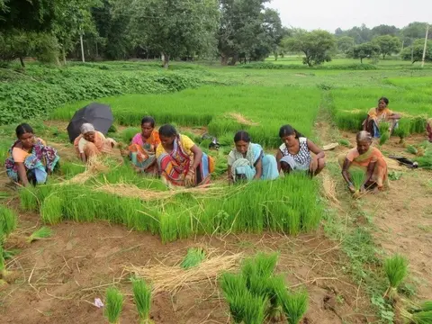 Kisan tribe village farming 