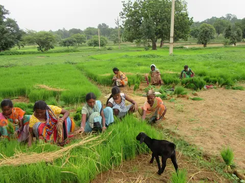 Kisan tribe field