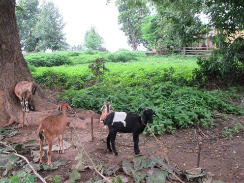 Kisan tribe
