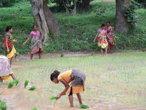 Kisan tribe