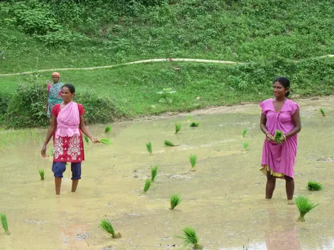 Kisan ladies working
