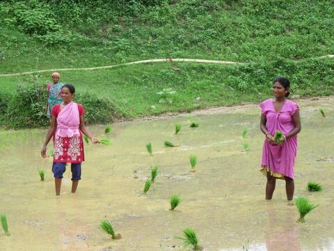 Kisan ladies working