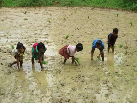 Kisan children working