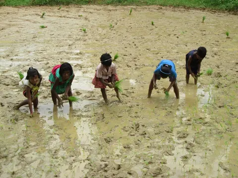 Kisan children working 2