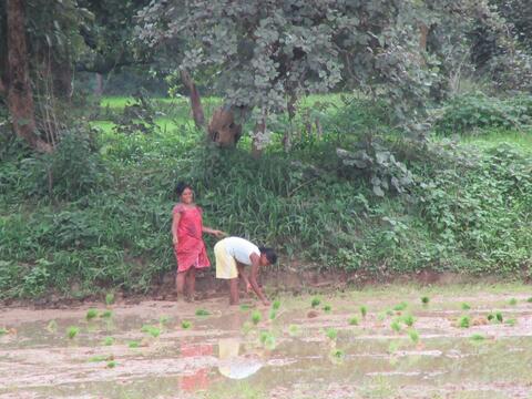Kisan tribe lady