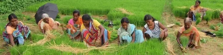 କିଶାନ୍‌ ମାଏଁକିନିଆର୍‌ ପାଢ଼ା ଚାଡ଼ାଲ୍‌ନାଏ