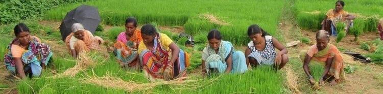 Kisan ladies working in paddy field Kisan ladies working in paddy field